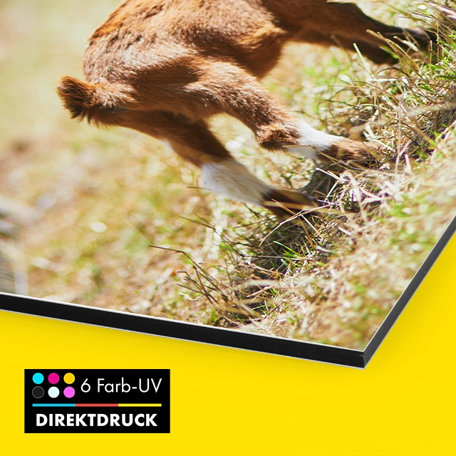 Foto auf Alu Dibond gedruckt – im 6 Farb-UV-Direktruck Die Oberseite unserer Alu Dibond Bilder wird im 6 Farb-UV-Direktdruck bedruckt. Aluminium-Verbundplatte mit Polyethylen-Kern und zwei Aluminium-Deckschichten.