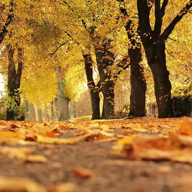 Tolle Herbstbilder kannst du von einer bunten Allee aus Bäumen machen.