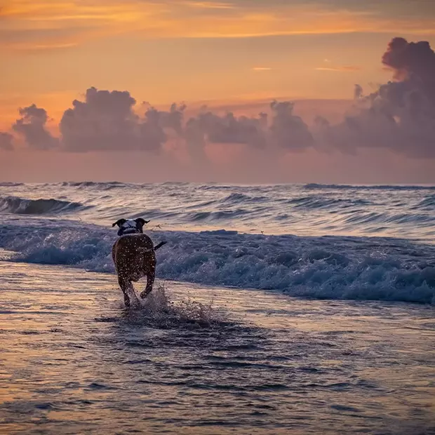 Ein Hund läuft durch die Meeresgischt zur blauen Stunde. Eine kurze Belichtungszeit fängt die Bewegung ein.