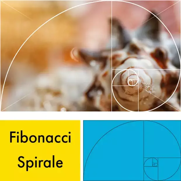 Bildkomposition mit der Fibonacci Spirale. In der Natur kommt sie zum Beispiel bei Muscheln vor.