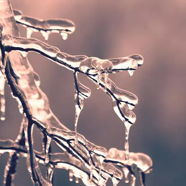 Eine Nahaufnahme vereister Zweige ist eine Möglichkeit, auch ohne Schnee stimmungsvolle Winterfotos zu machen.