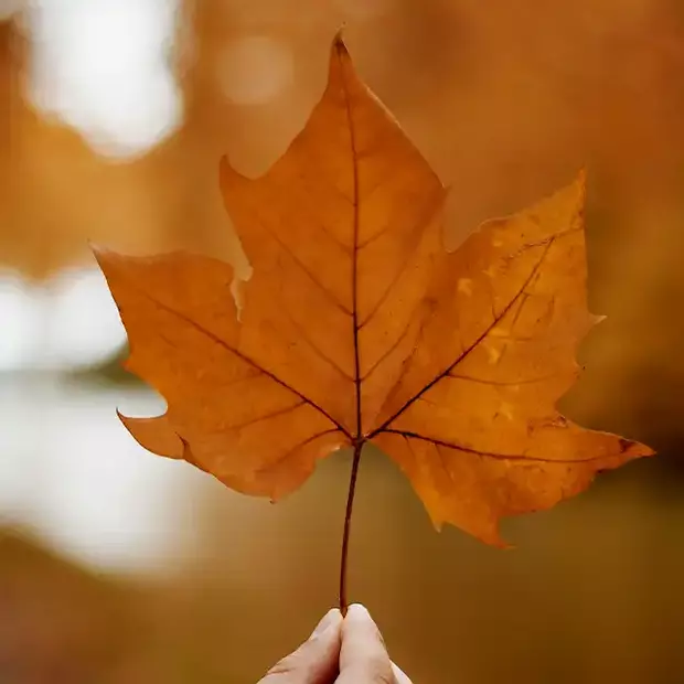 Ein Blatt im Gegenlicht ist eine großartige Idee für deine Herbstfotografie.