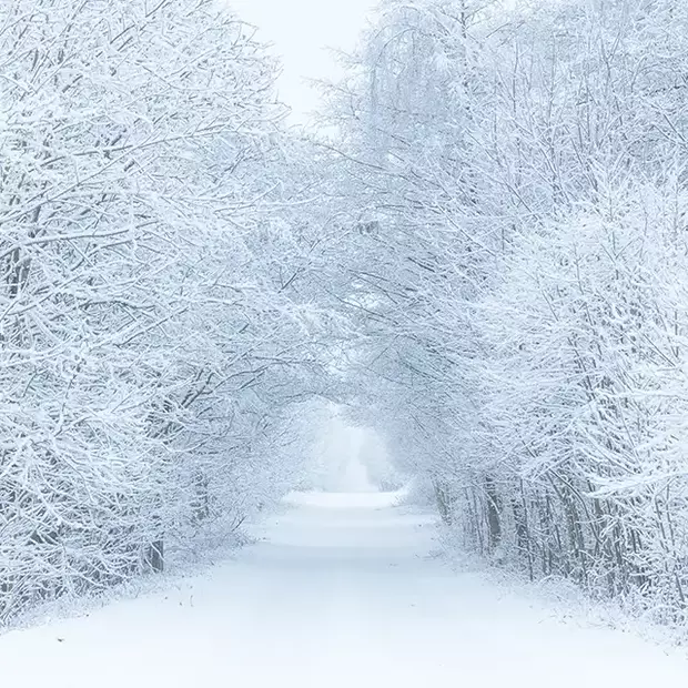 Ein verschneiter Waldweg mit schneebedeckten Bäumen. So machst auch du Fotos im Schnee ohne Graustich.