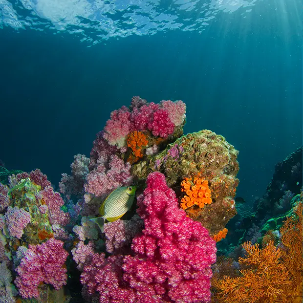 Unterwasserfotografie mit Blitzlicht erhellte Korallen Farbenfrohe Korallen und ein Fisch im Riff unter Wasser werden von Blitzlicht erhellt, dazu gibt es 2 von 10 Tipps zur Unterwasserfotografie von ORWO.