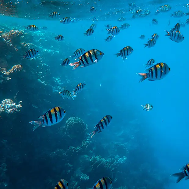 Viele Fische schwimmen unter Wasser in einem Riff. Nah an dein Motiv herangehen und ruhig bleiben sind 2 der 10 Tipps zur Unterwasserfotografie von ORWO.